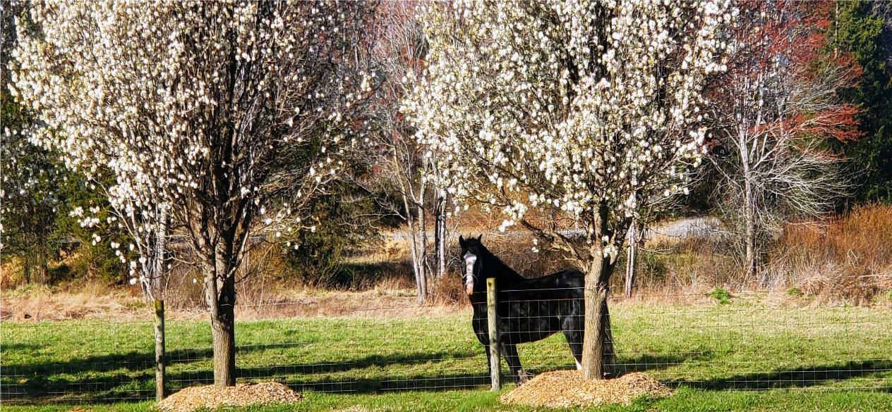 Shire Royal View Sensational Thomas