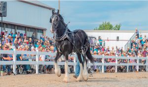 Shire Black Park Sensation at Horse Progress Days