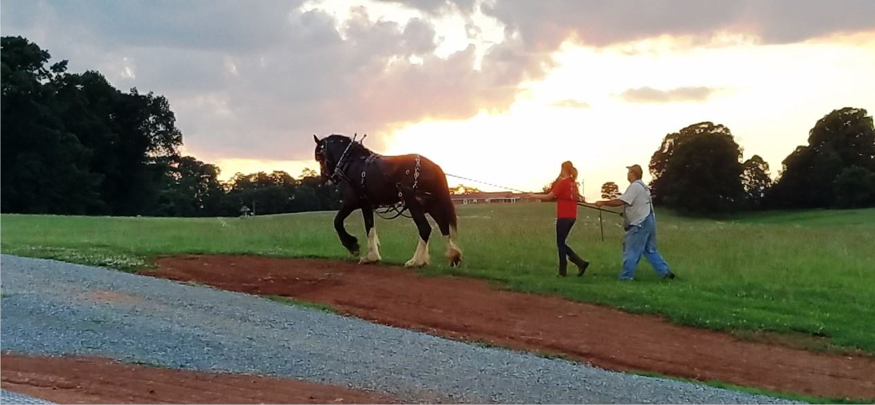 Learning to Drive a Shire