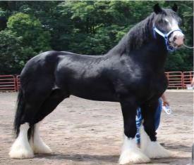 Shire Royal Knight's Supreme Prince William