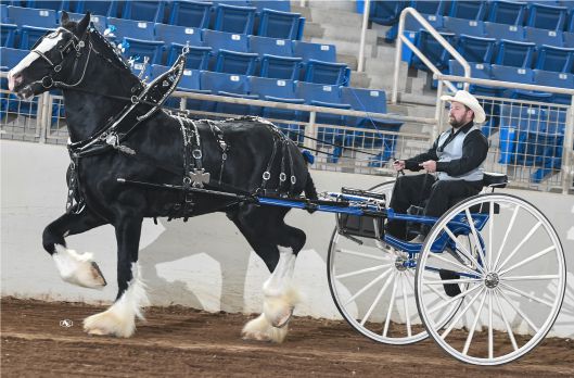 Shire Royal Knight's Supreme Prince William at KILE in Cart