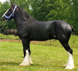 Shire Royal Knight's Supreme Prince William