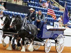 Shires at Roanoke Valley Horse Show
