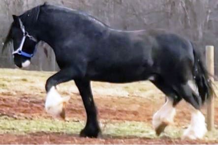 Shire Royal View Sensational Thomas in Pasture at Trot