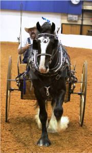 Shire Royal View Sensational Thomas in cart