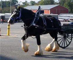 Shire Passage Creek Poetry Man in Cart