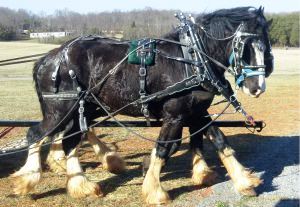 Shire Passage Creek Poetry Man in Harness